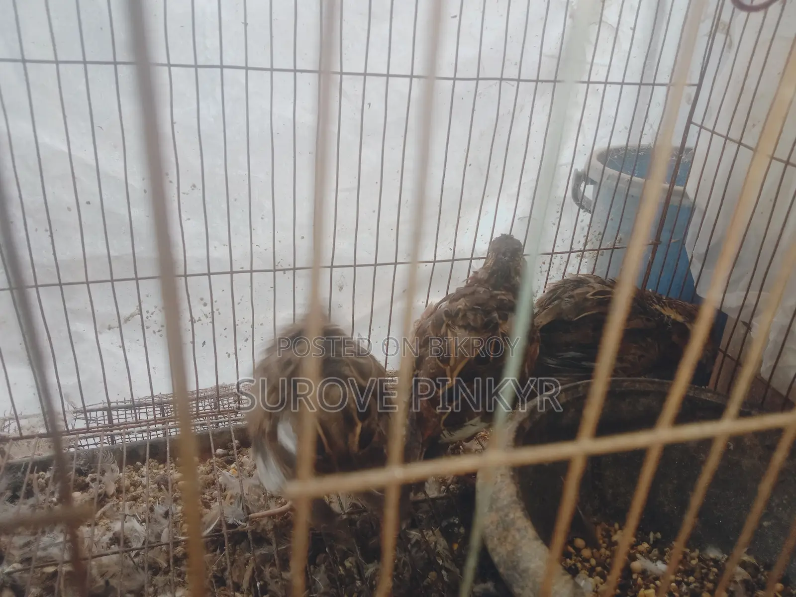 Bob White Quail