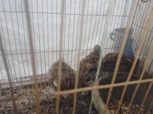 Bob White Quail