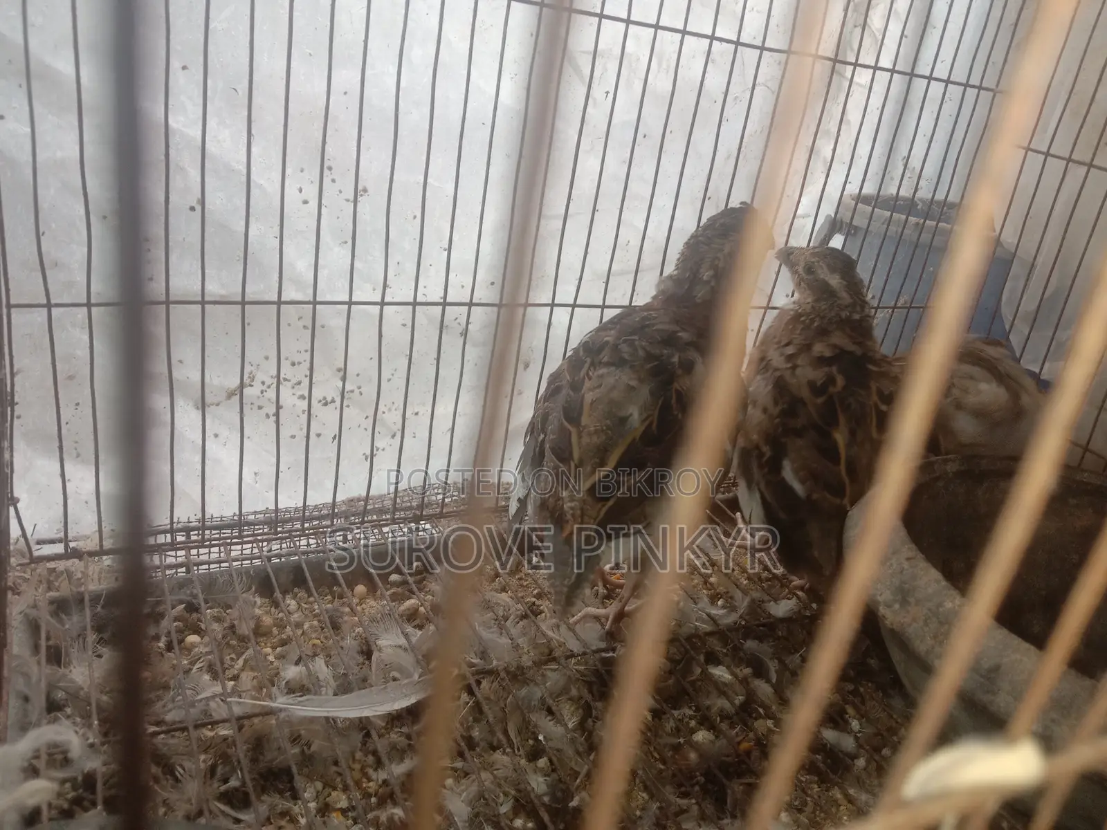 Bob White Quail