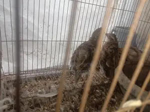 Bob White Quail