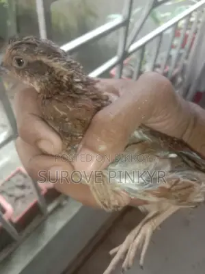 Bob White Quail
