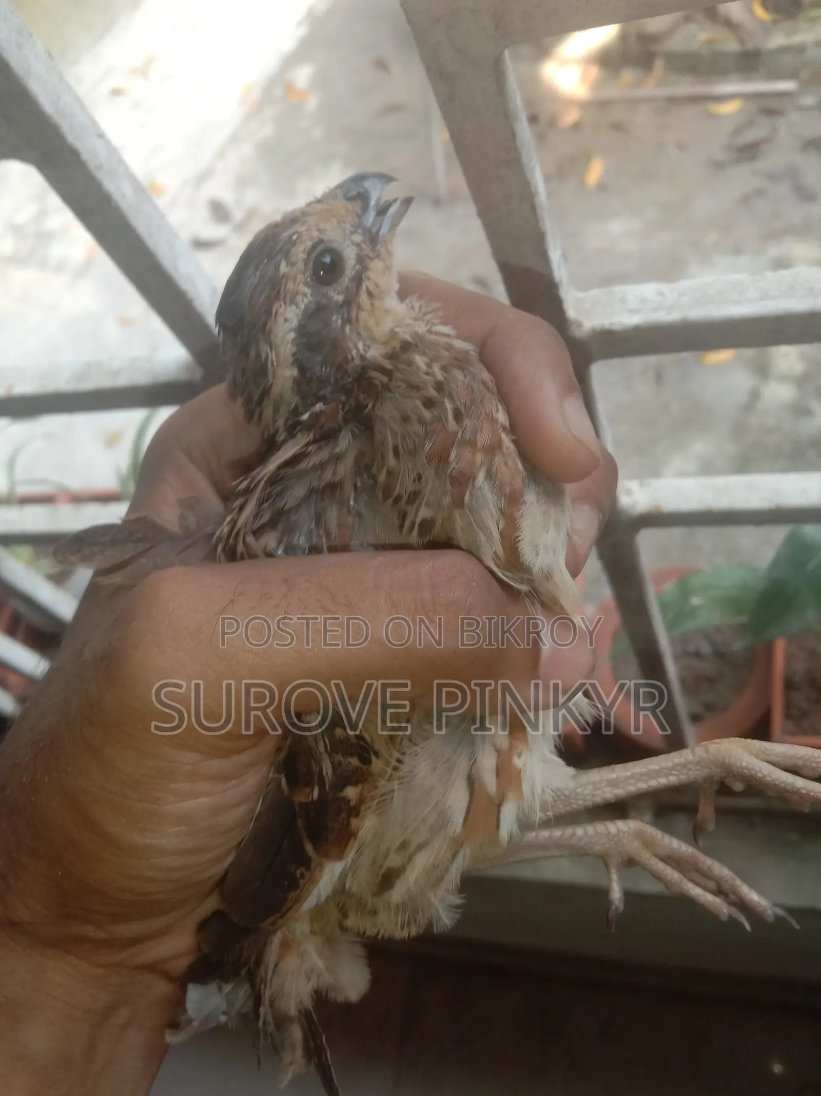 Bob White Quail
