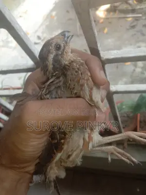 Bob White Quail