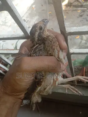 Bob White Quail