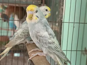 4 Pairs of Budgies