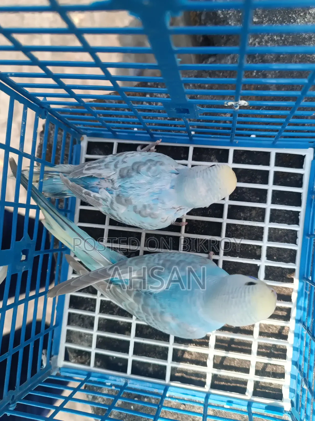 4 Pairs of Budgies