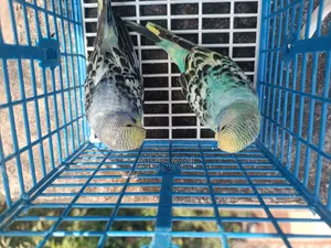 4 Pairs of Budgies