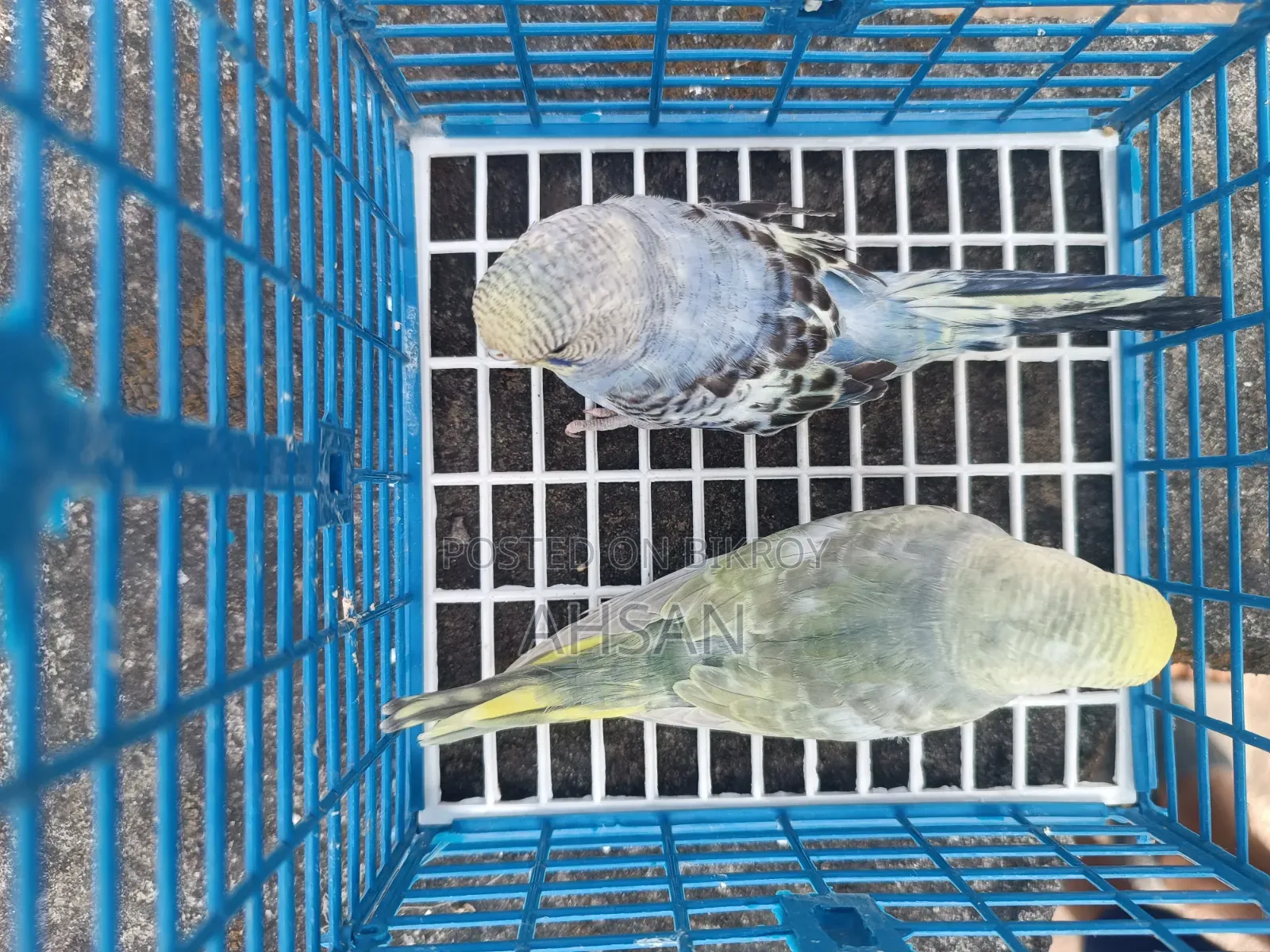 4 Pairs of Budgies
