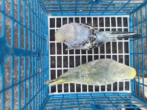 4 Pairs of Budgies
