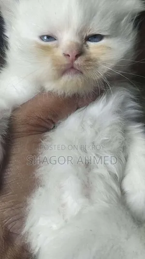 0-1 month Female Mixed Breed Scottish Fold