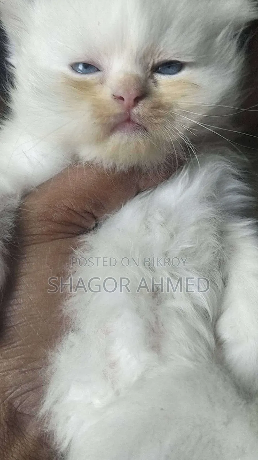 0-1 month Female Mixed Breed Scottish Fold