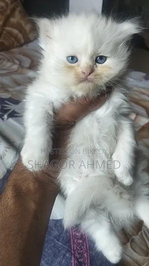 0-1 month Female Mixed Breed Scottish Fold