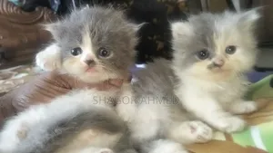 0-1 month Female Mixed Breed Scottish Fold