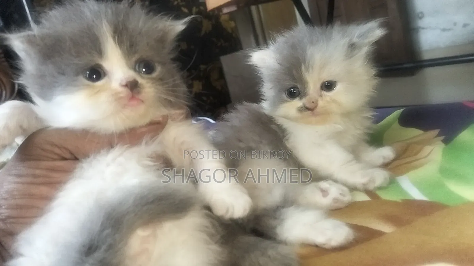 0-1 month Female Mixed Breed Scottish Fold