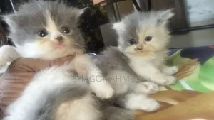 0-1 month Female Mixed Breed Scottish Fold