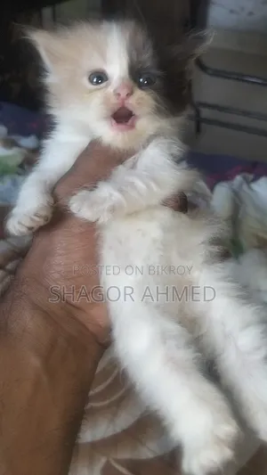 0-1 month Female Mixed Breed Scottish Fold