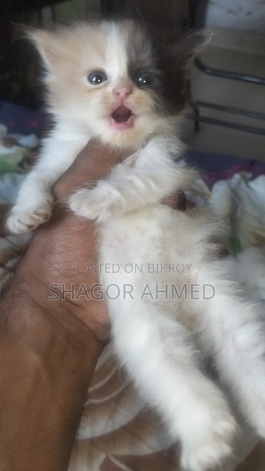 0-1 month Female Mixed Breed Scottish Fold
