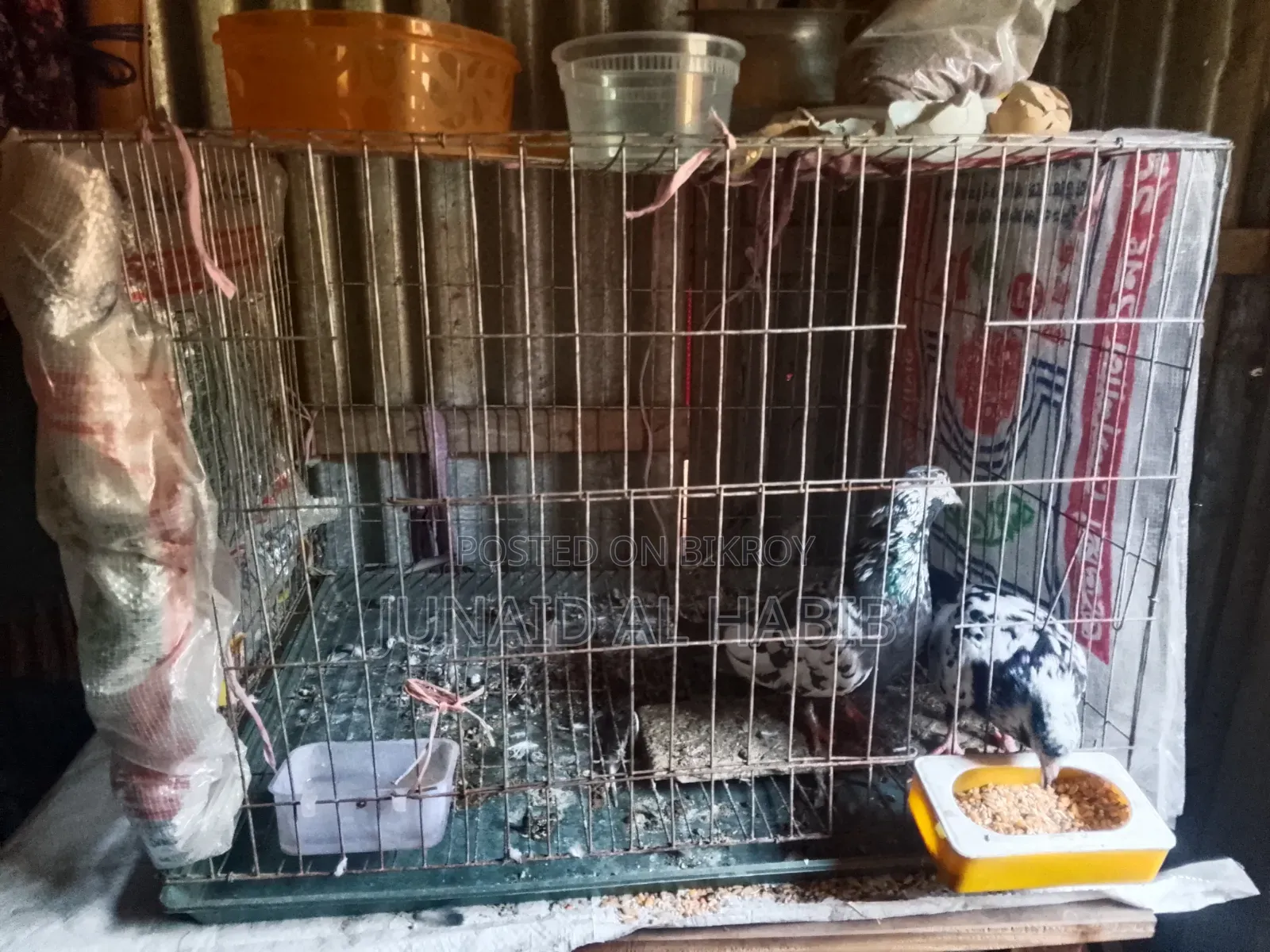 Pigeons with cage
