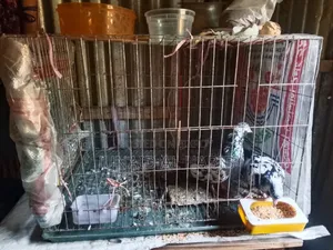 Pigeons with cage