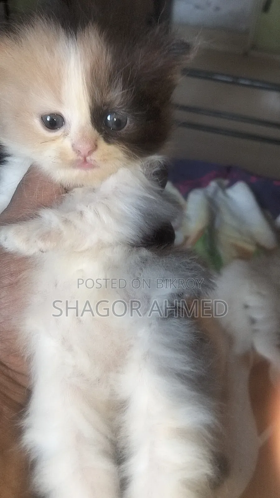 0-1 month Female Mixed Breed Scottish Fold