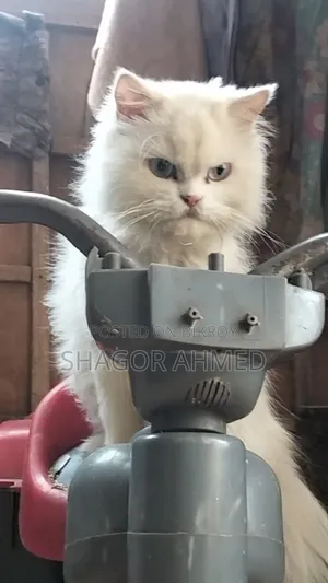 1+ year Female Mixed Breed Persian