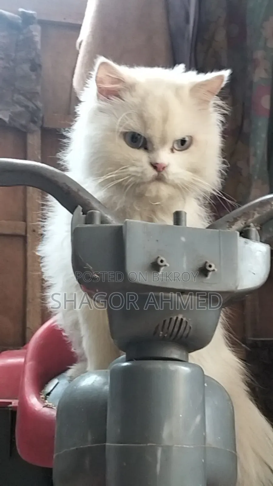 1+ year Female Mixed Breed Persian