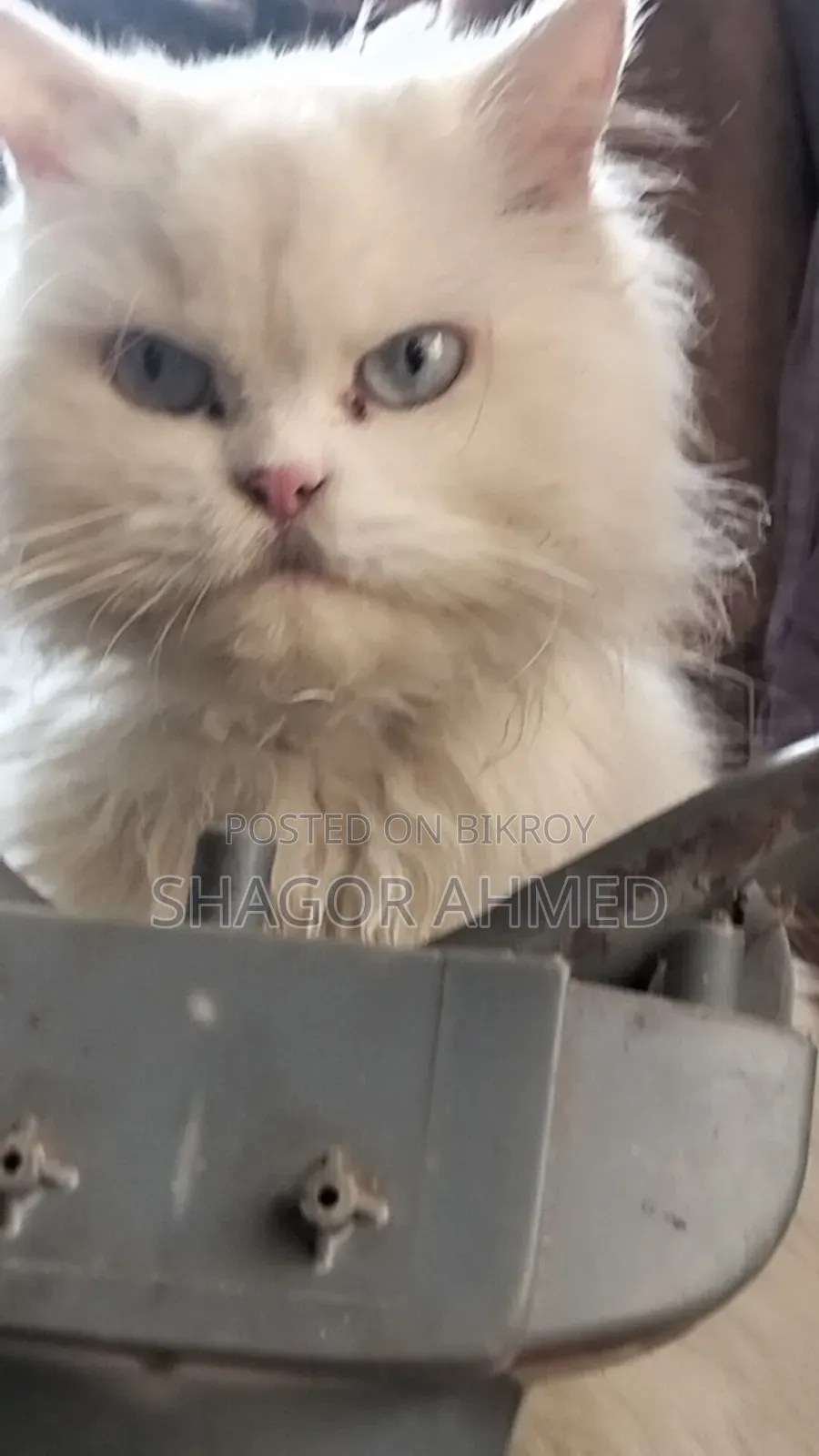 1+ year Female Mixed Breed Persian