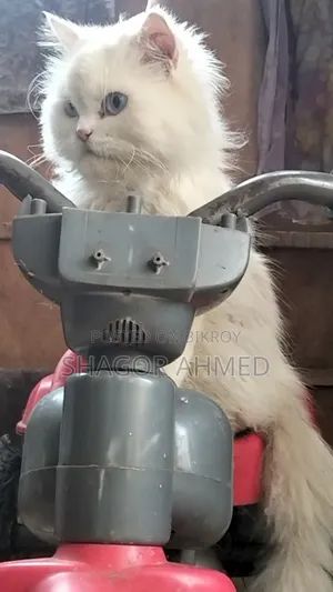 1+ year Female Mixed Breed Persian