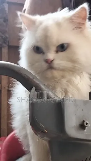 1+ year Female Mixed Breed Persian