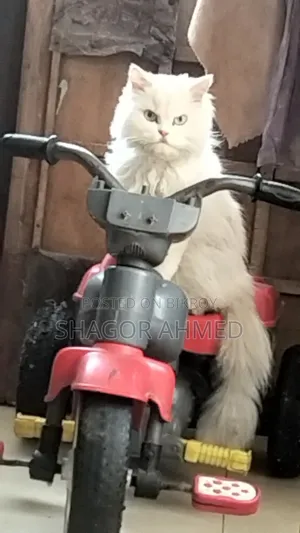 1+ year Female Mixed Breed Persian