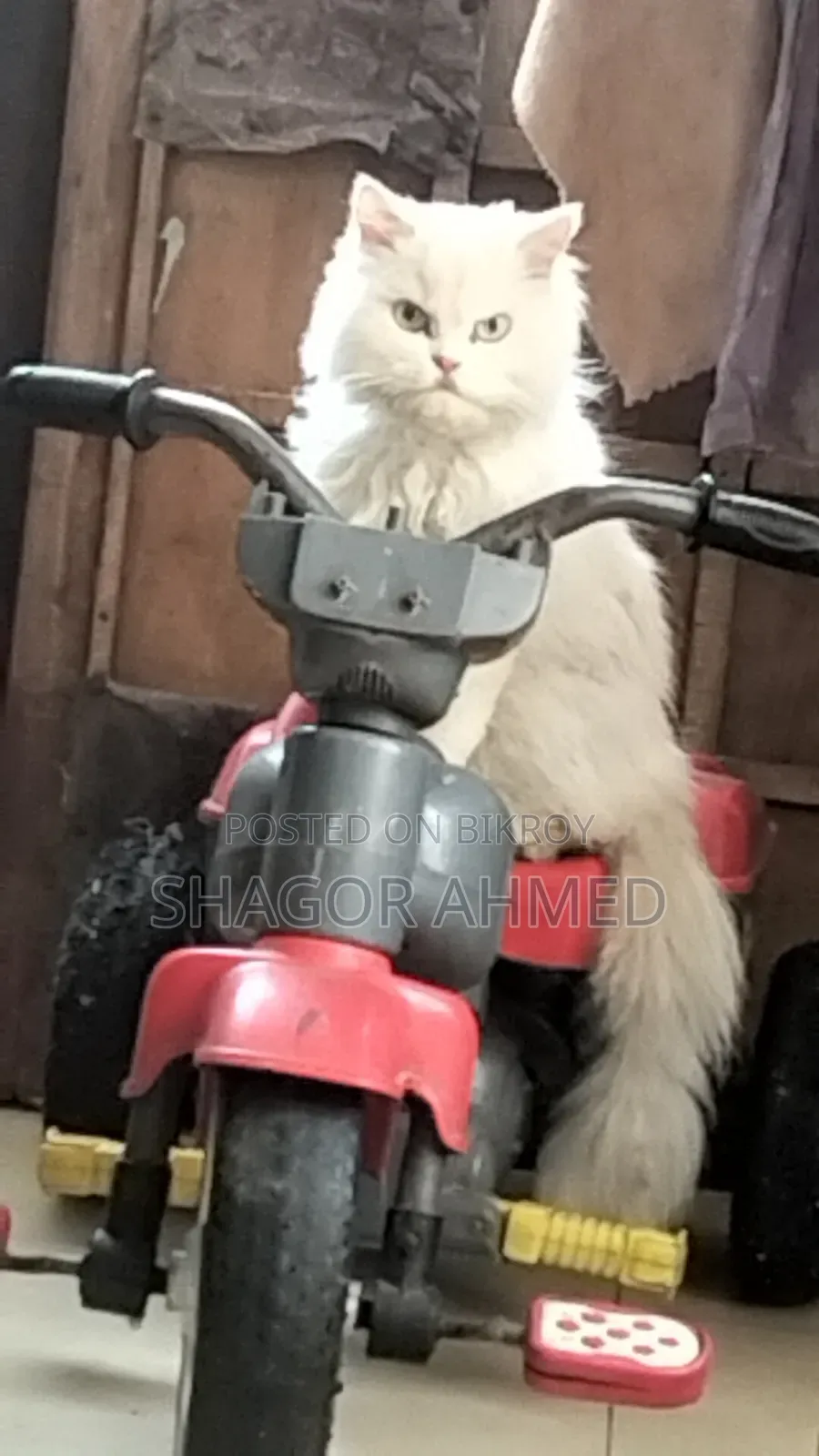 1+ year Female Mixed Breed Persian
