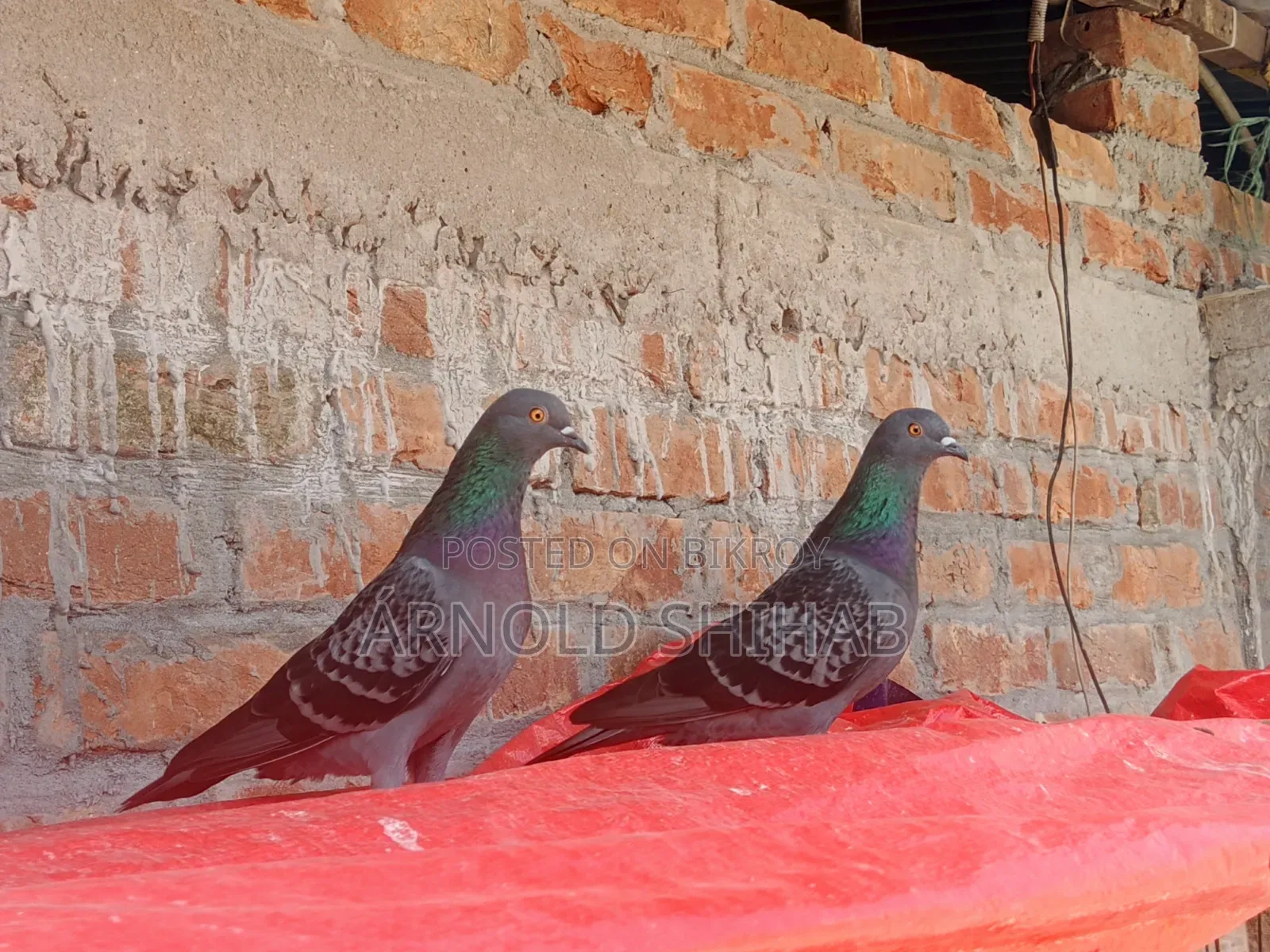 Maksi Pigeon