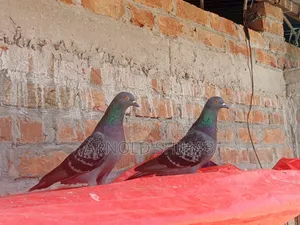 Maksi Pigeon