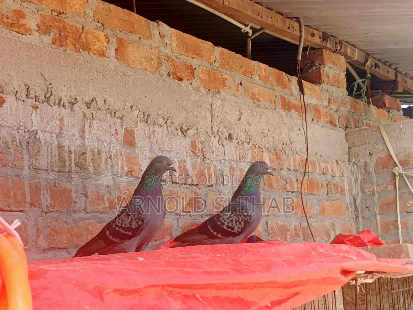 Maksi Pigeon