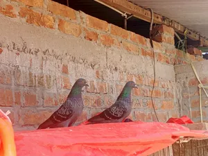 Maksi Pigeon