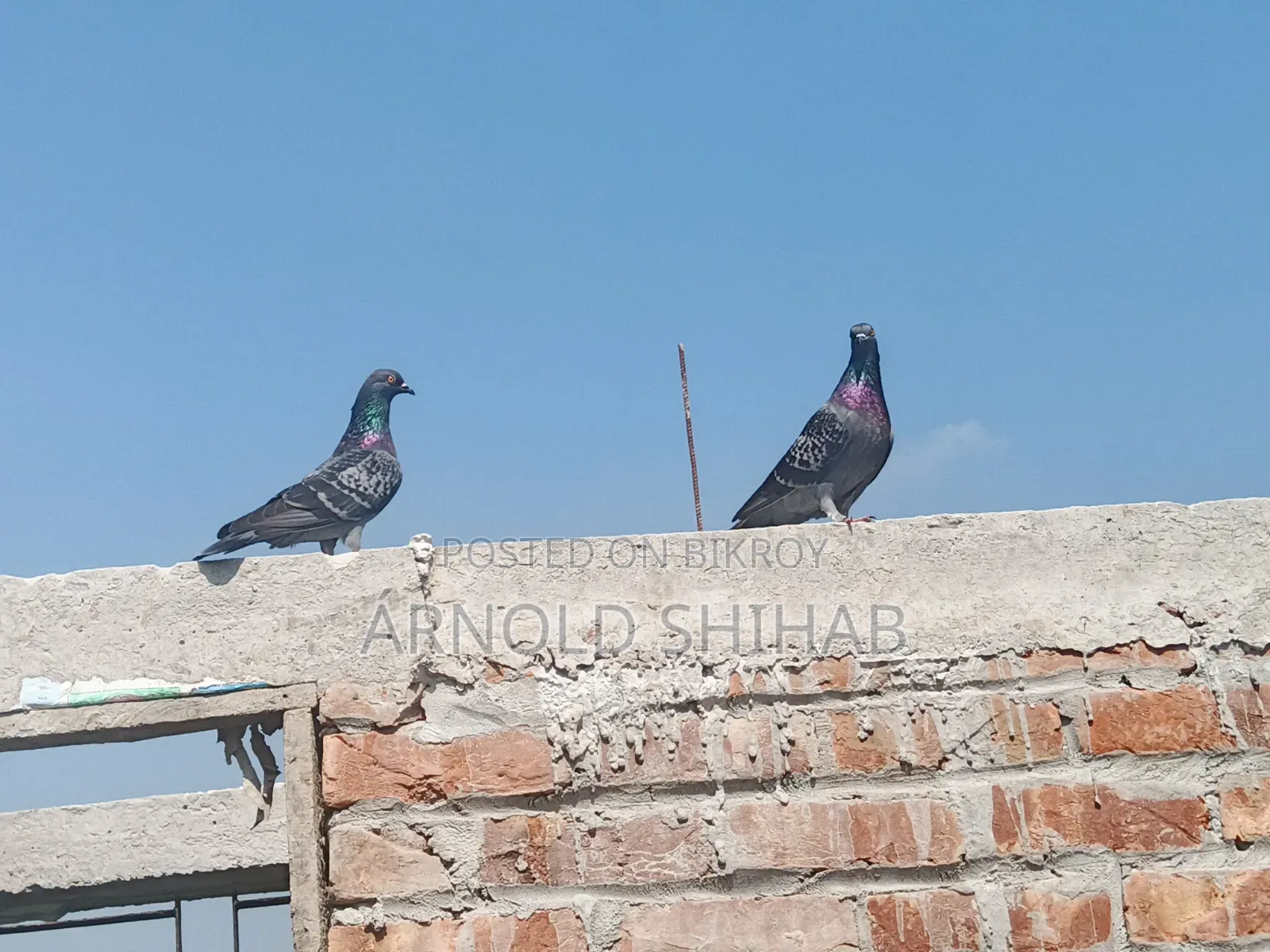 Maksi Pigeon
