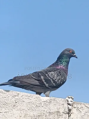 Maksi Pigeon