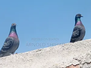 Maksi Pigeon