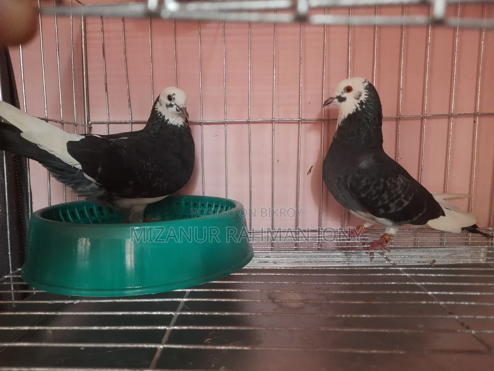 Rajgolla Coloring Pigeon