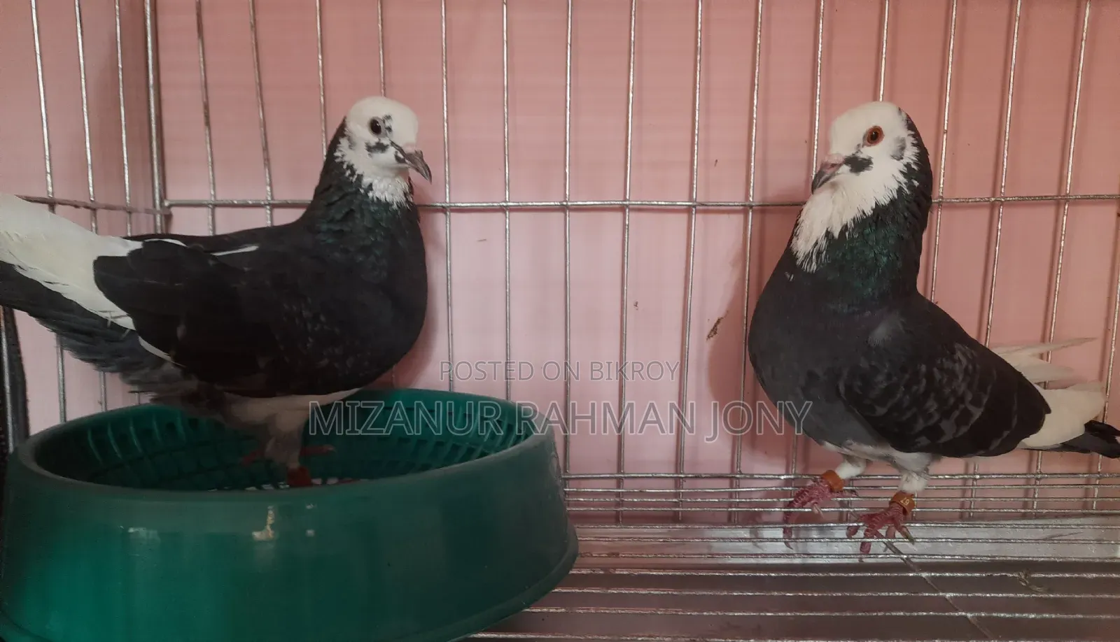 Rajgolla Coloring Pigeon