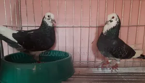 Rajgolla Coloring Pigeon