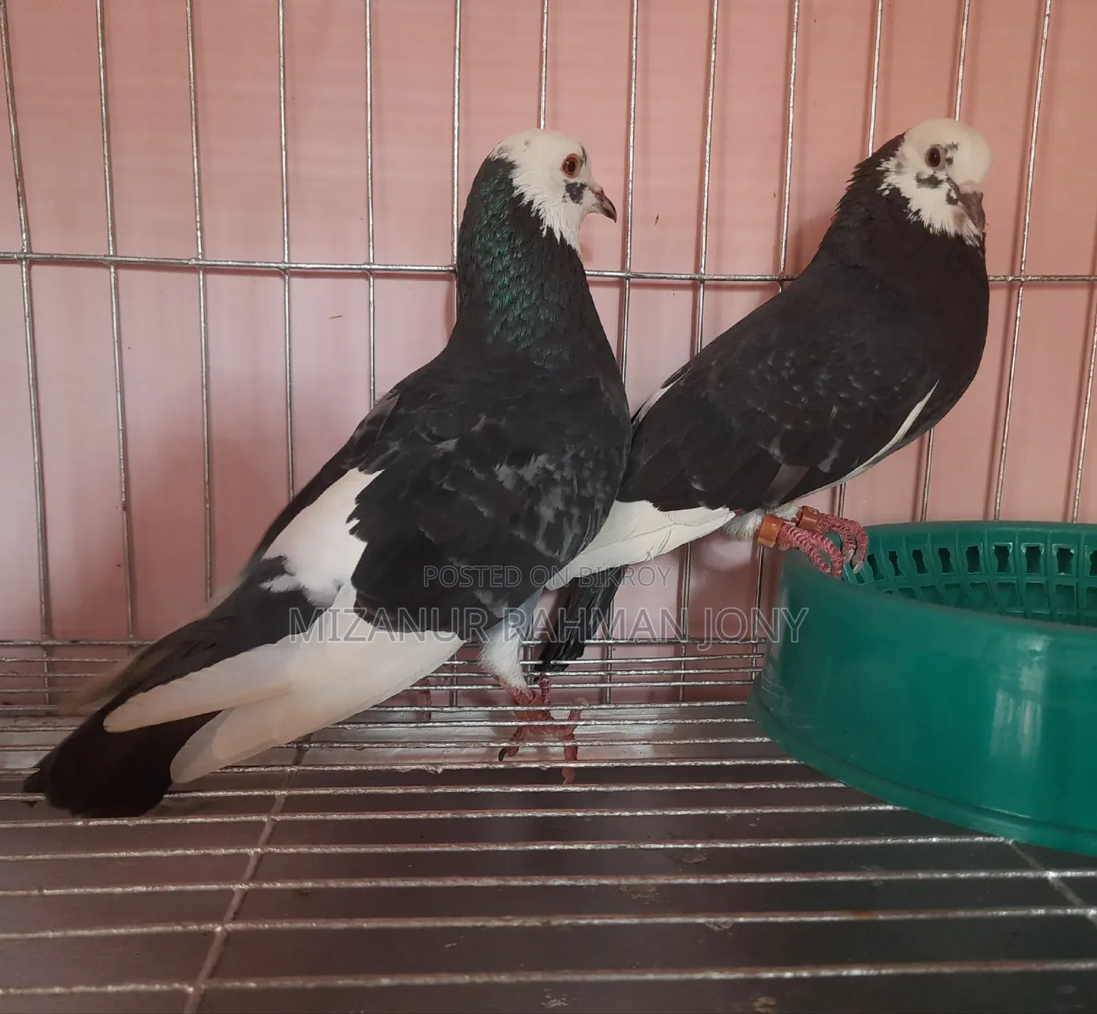 Rajgolla Coloring Pigeon