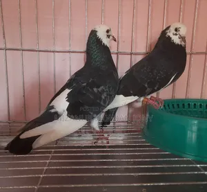 Rajgolla Coloring Pigeon