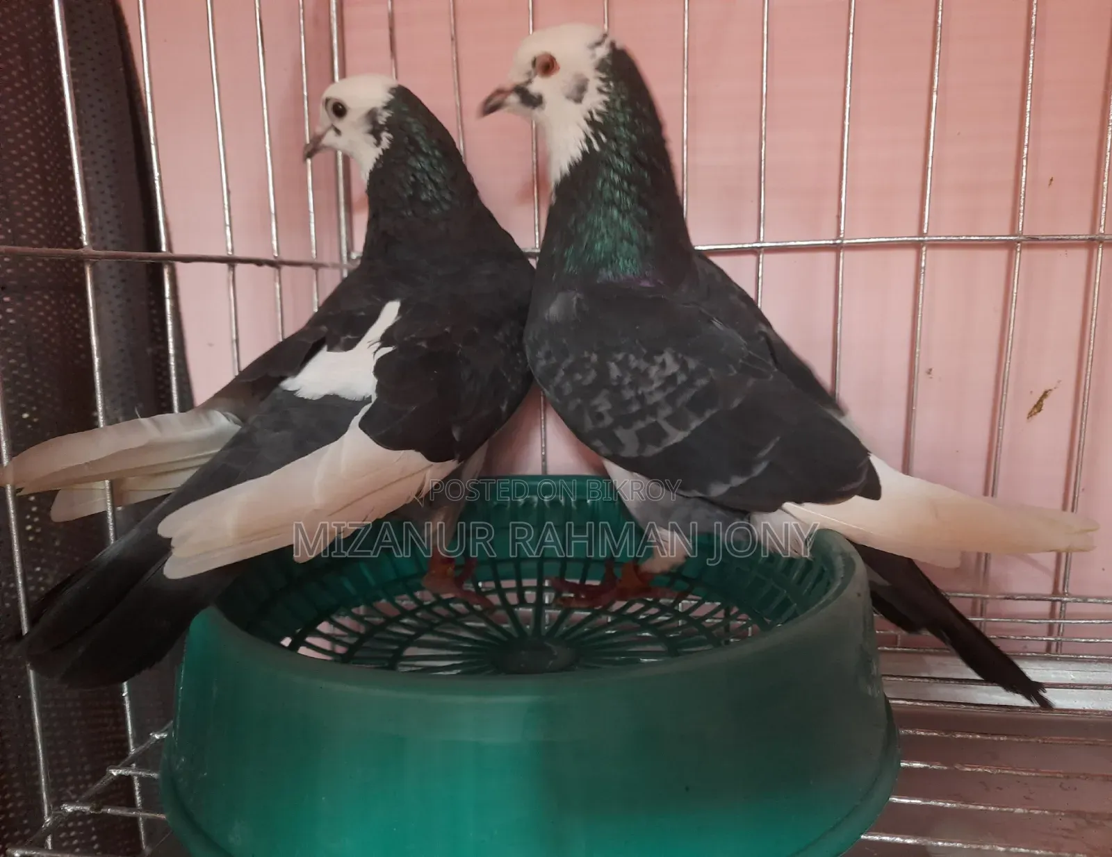Rajgolla Coloring Pigeon