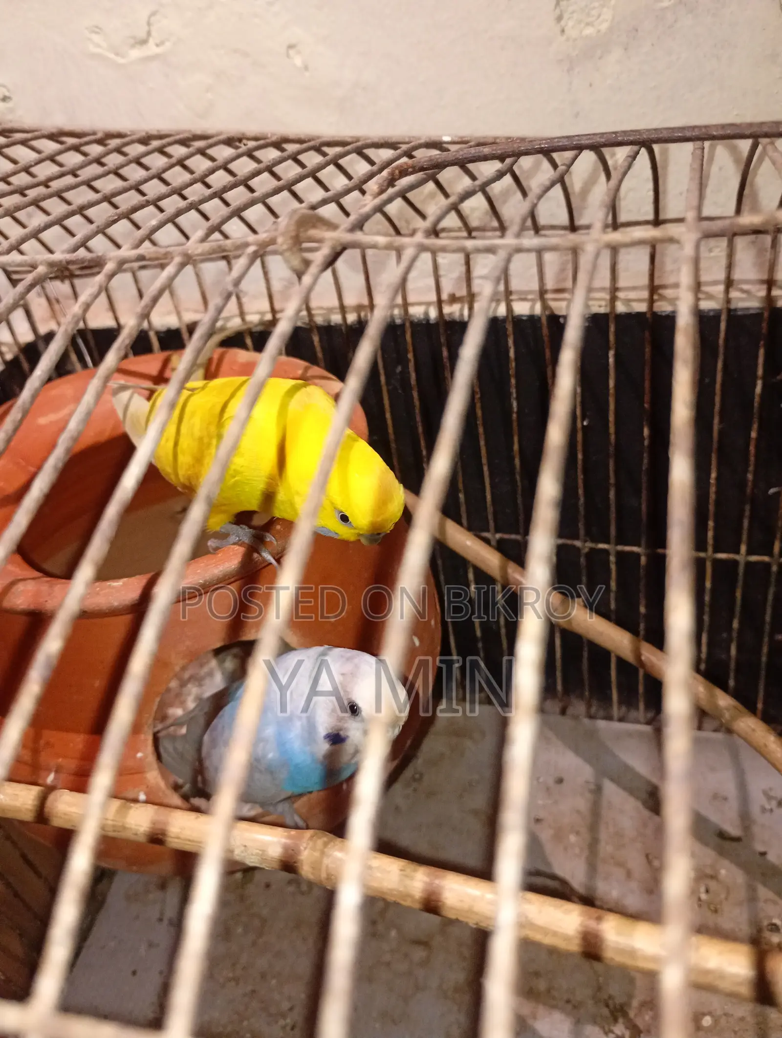 Budgerigar Bird