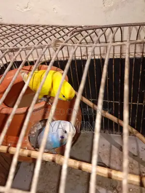 Budgerigar Bird