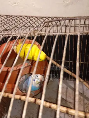 Budgerigar Bird