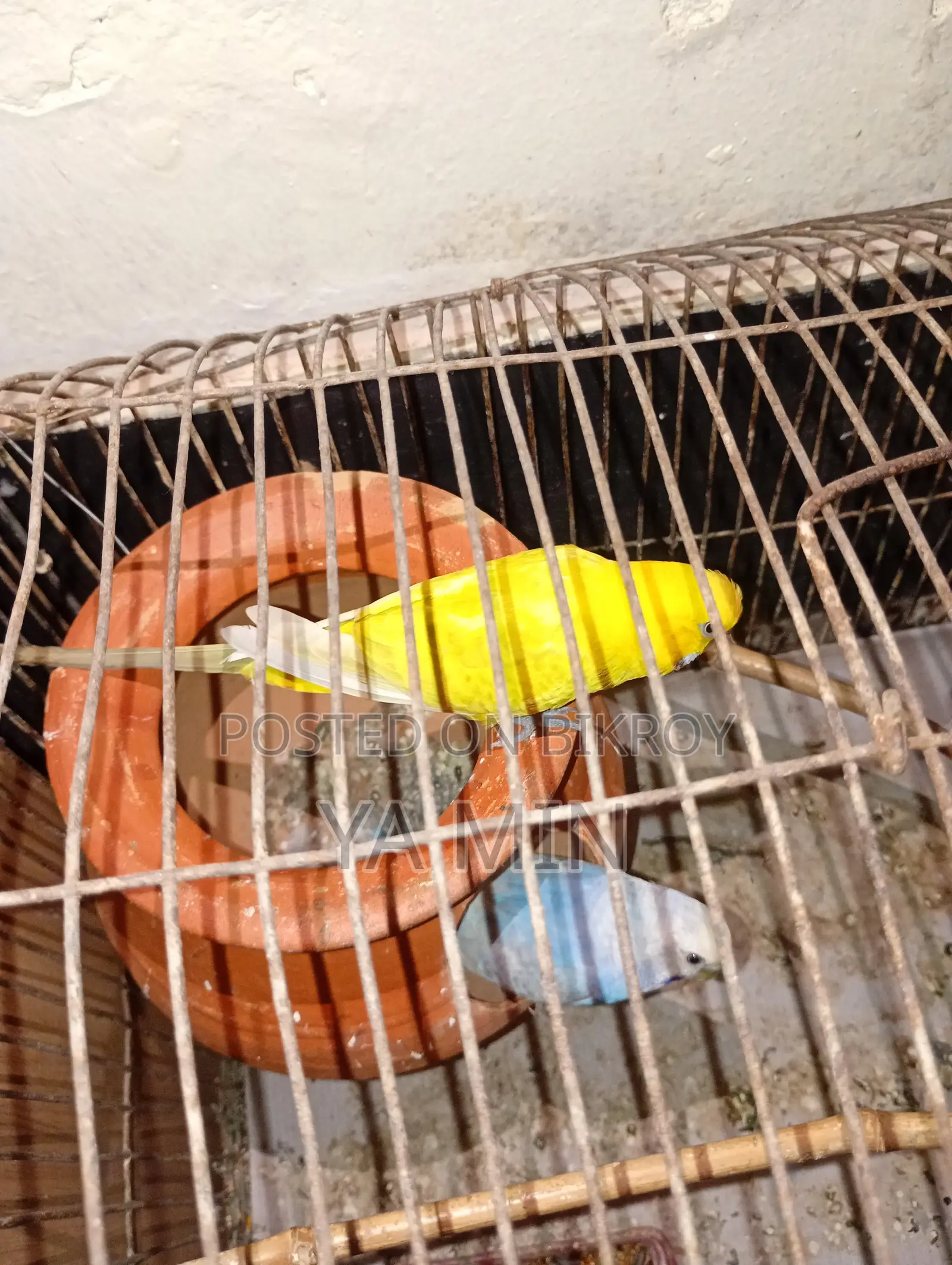 Budgerigar Bird