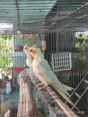 Running Cockatiel Master Pair
