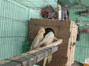 Running Cockatiel Master Pair